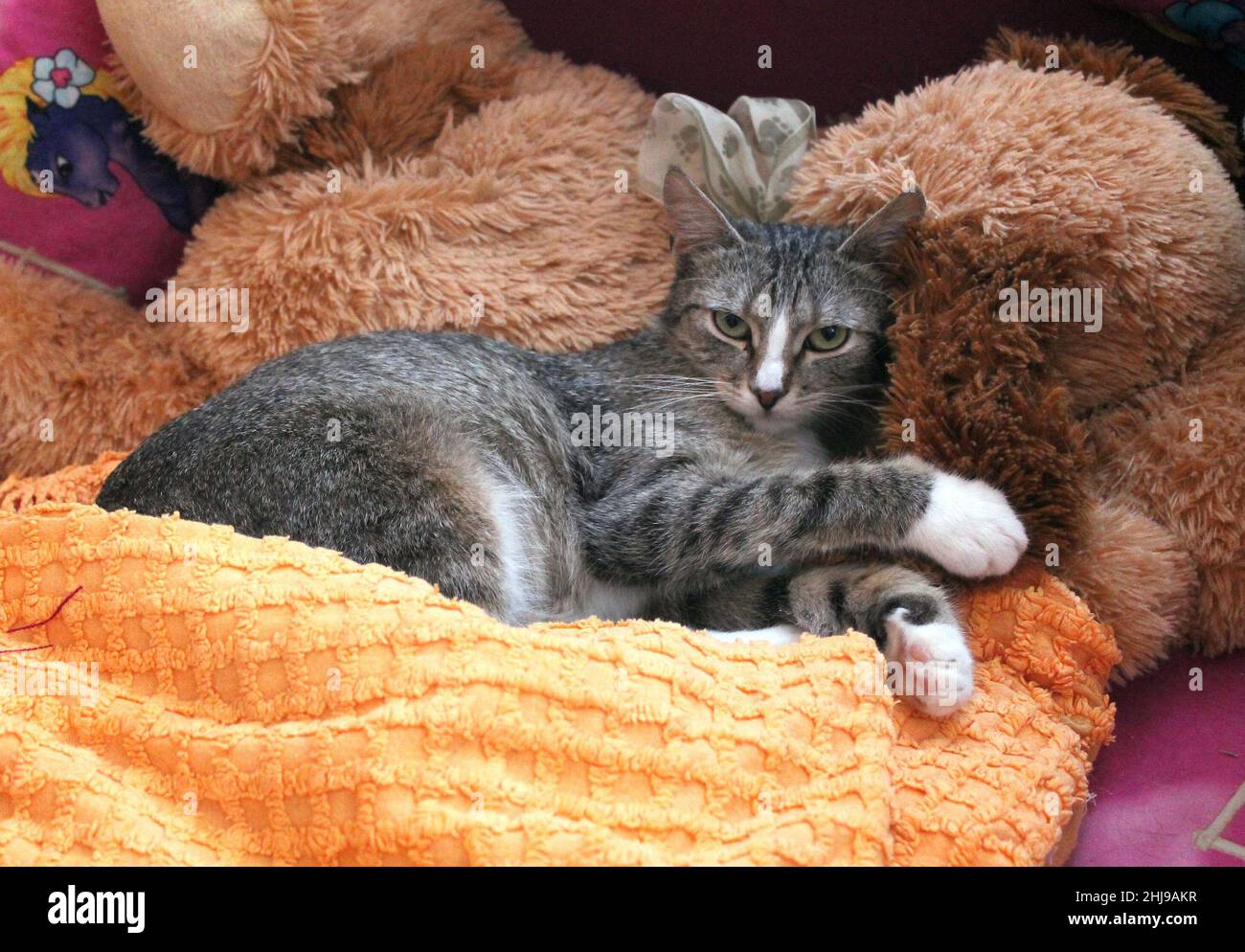 Un gatto carino tra i giocattoli peluche. Foto Stock