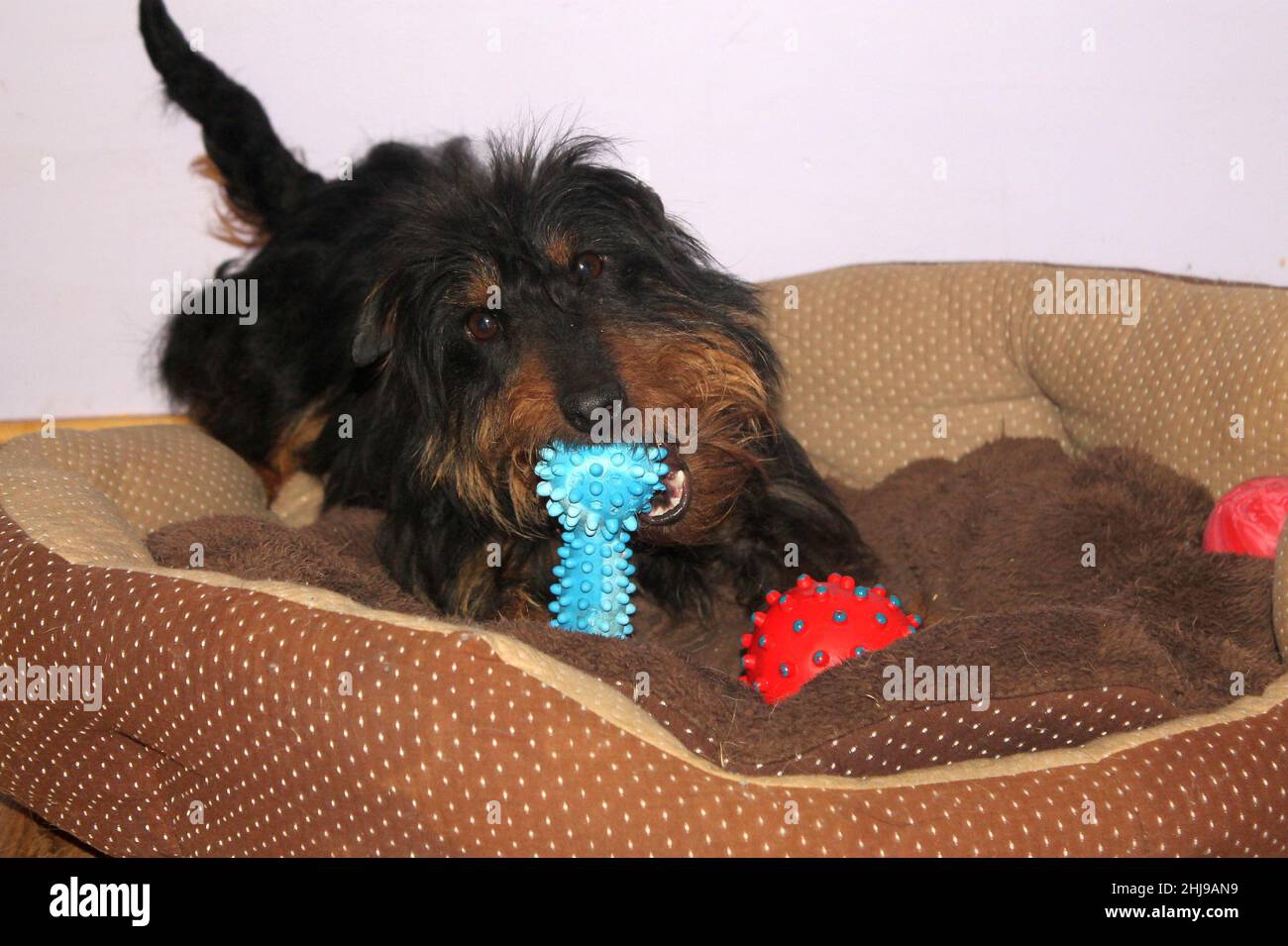 Un jagdterrier nero gioca con i giocattoli sul suo letto. Un piccolo cane nero e marrone agugliato mastica su un osso di gomma. Foto Stock