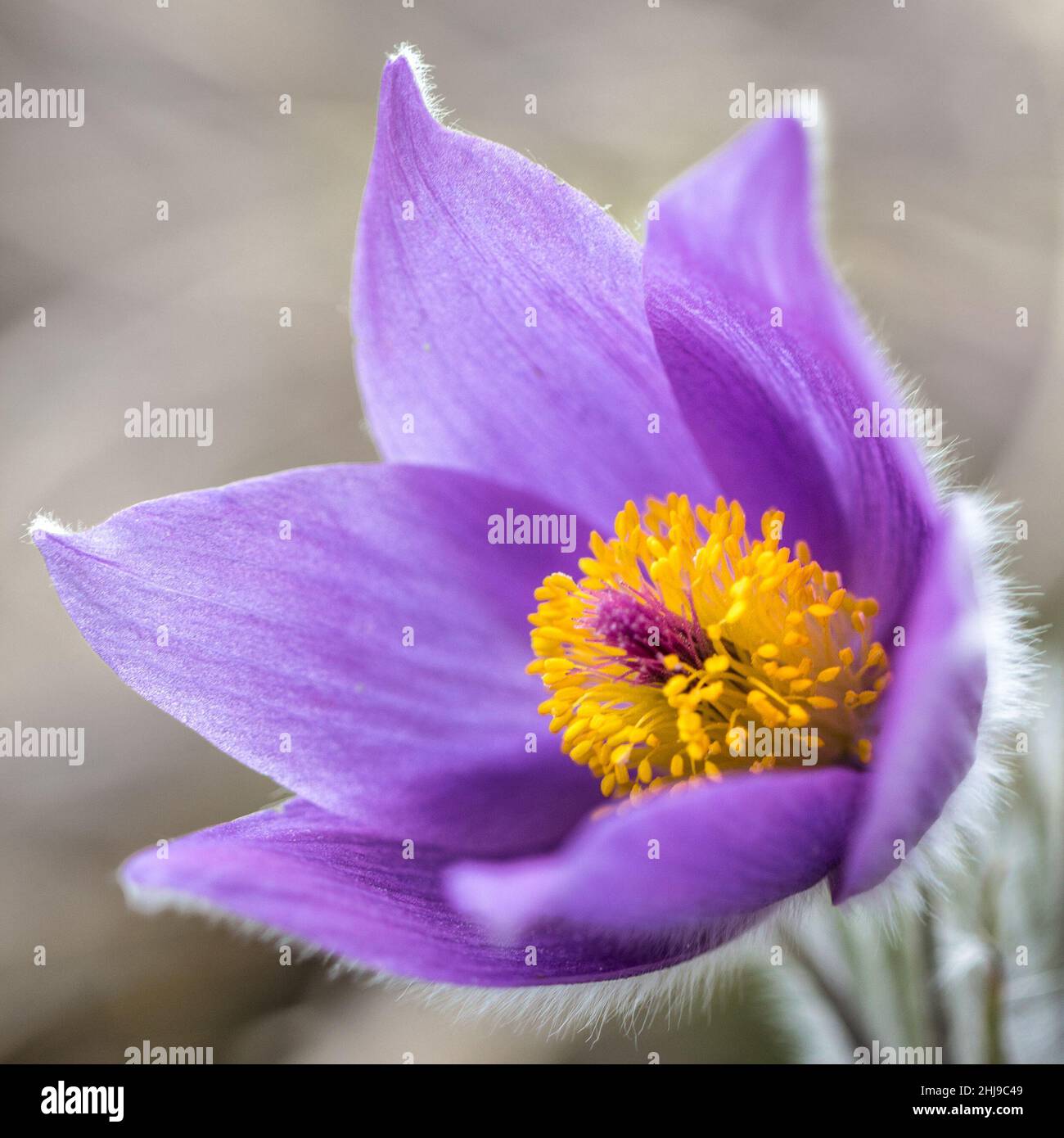 Particolare di fiore Pulsatilla grandis. Foto Stock