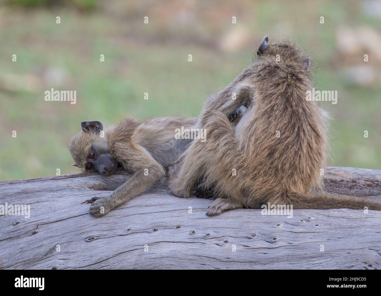 Due babbuini Chacma , rilassanti , sociali e radunanti . Su un tronco di albero accanto al fiume Chobe , Botswana. Foto Stock