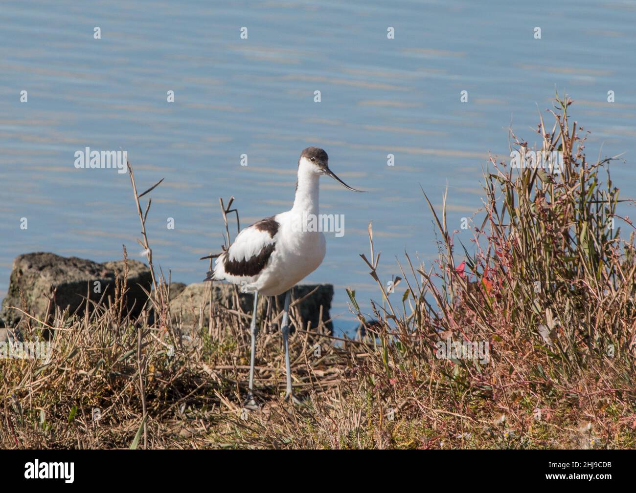 Un Avocet impressionante ( Recurvirostra avosetta ) in piedi sulla costa . uno dei progetti di conservazione e protezione più riusciti.Suffolk, Regno Unito Foto Stock