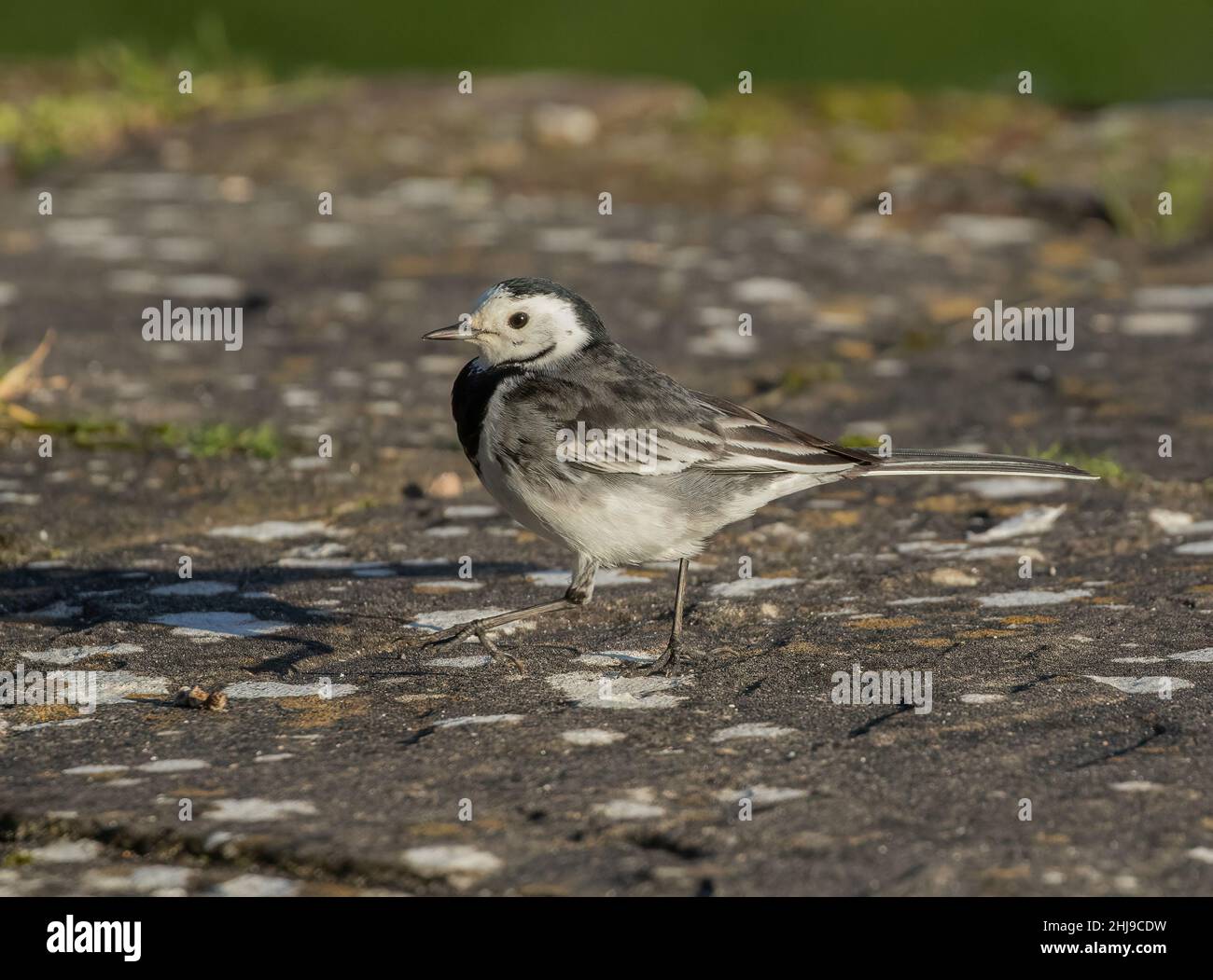 Uccello urbano . Un piccolo pied wagtail alla ricerca di cibo su una superficie pavimentata. Suffolk, Regno Unito. Foto Stock