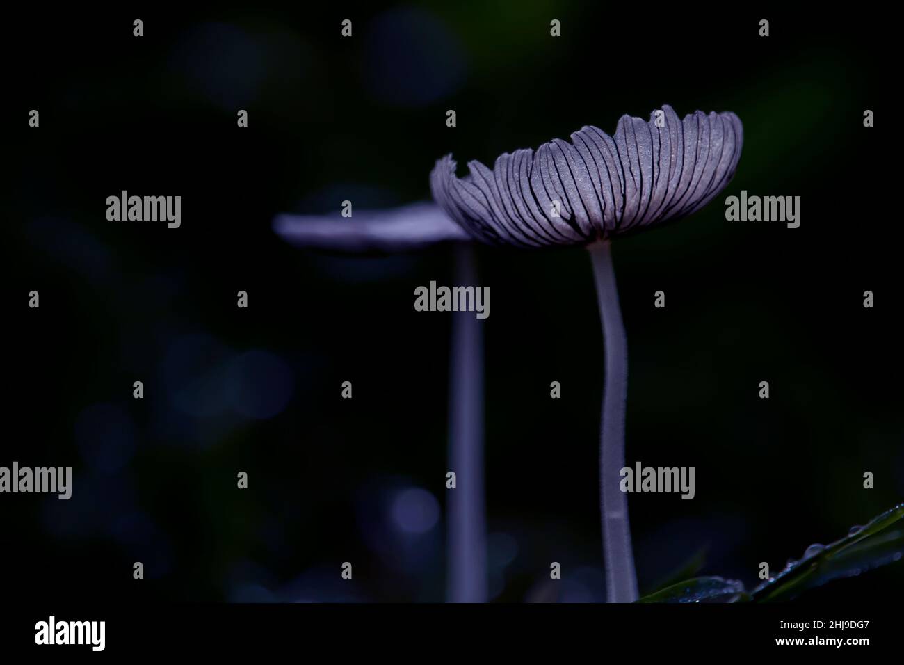 Primo piano di un bellissimo funghi bianco con un magico sfondo blu Foto Stock