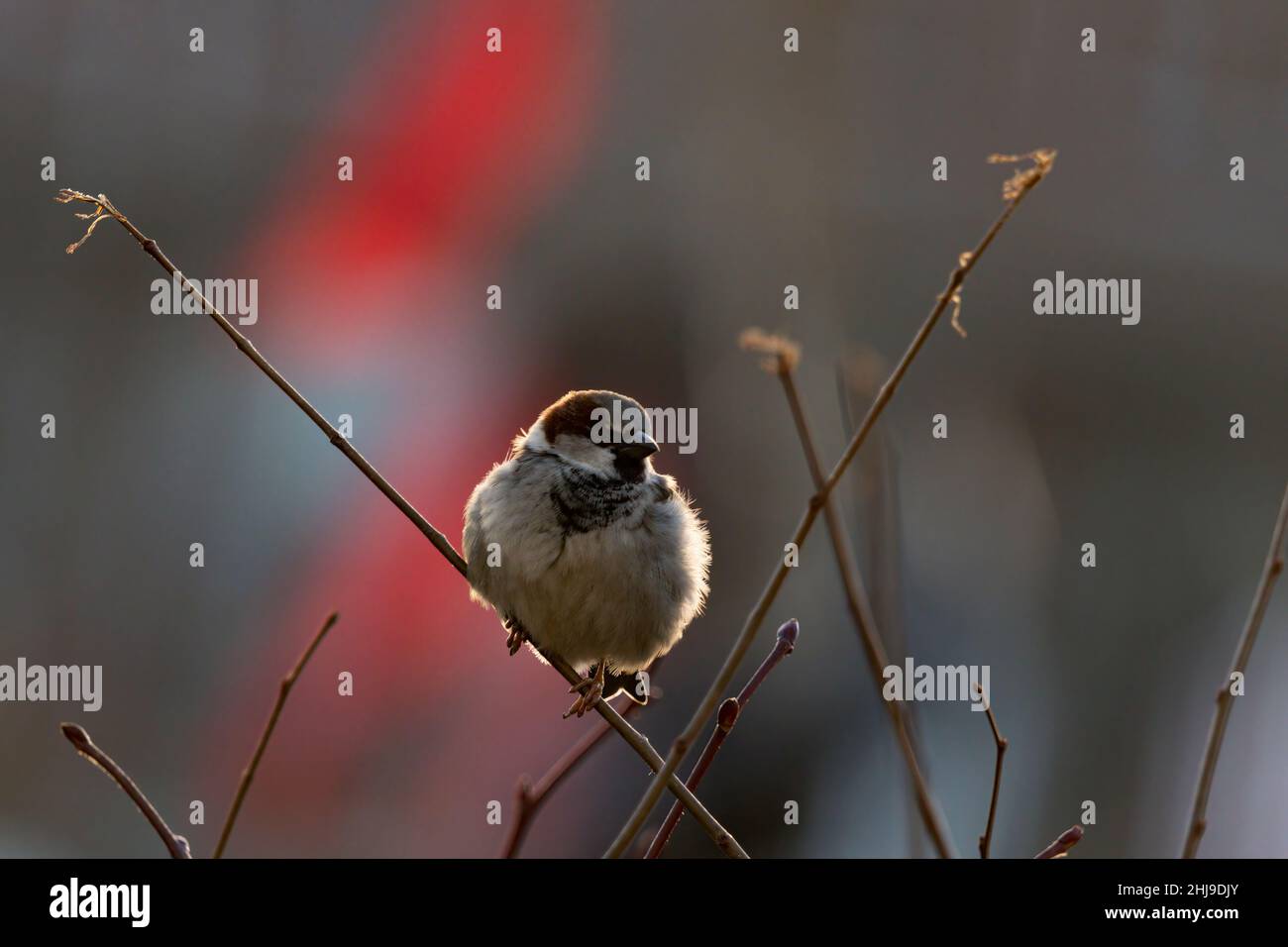 Sperling auf einem AST am Abend Foto Stock