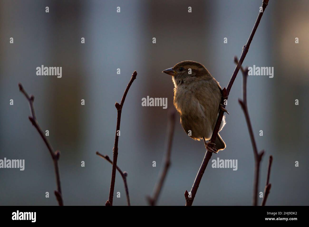 Sperling auf einem AST am Abend Foto Stock