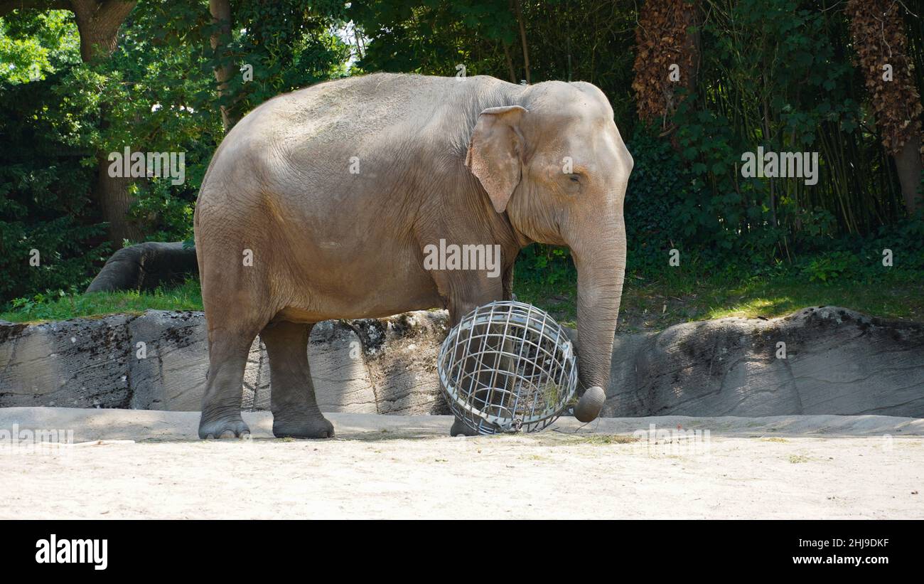 Elefante asiatico nello zoo Foto Stock