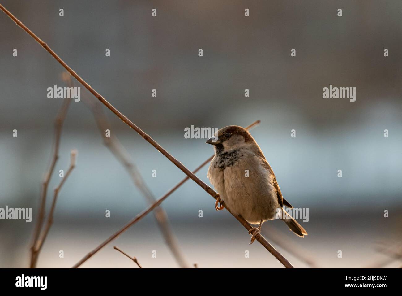 Sperling auf einem AST am Abend Foto Stock