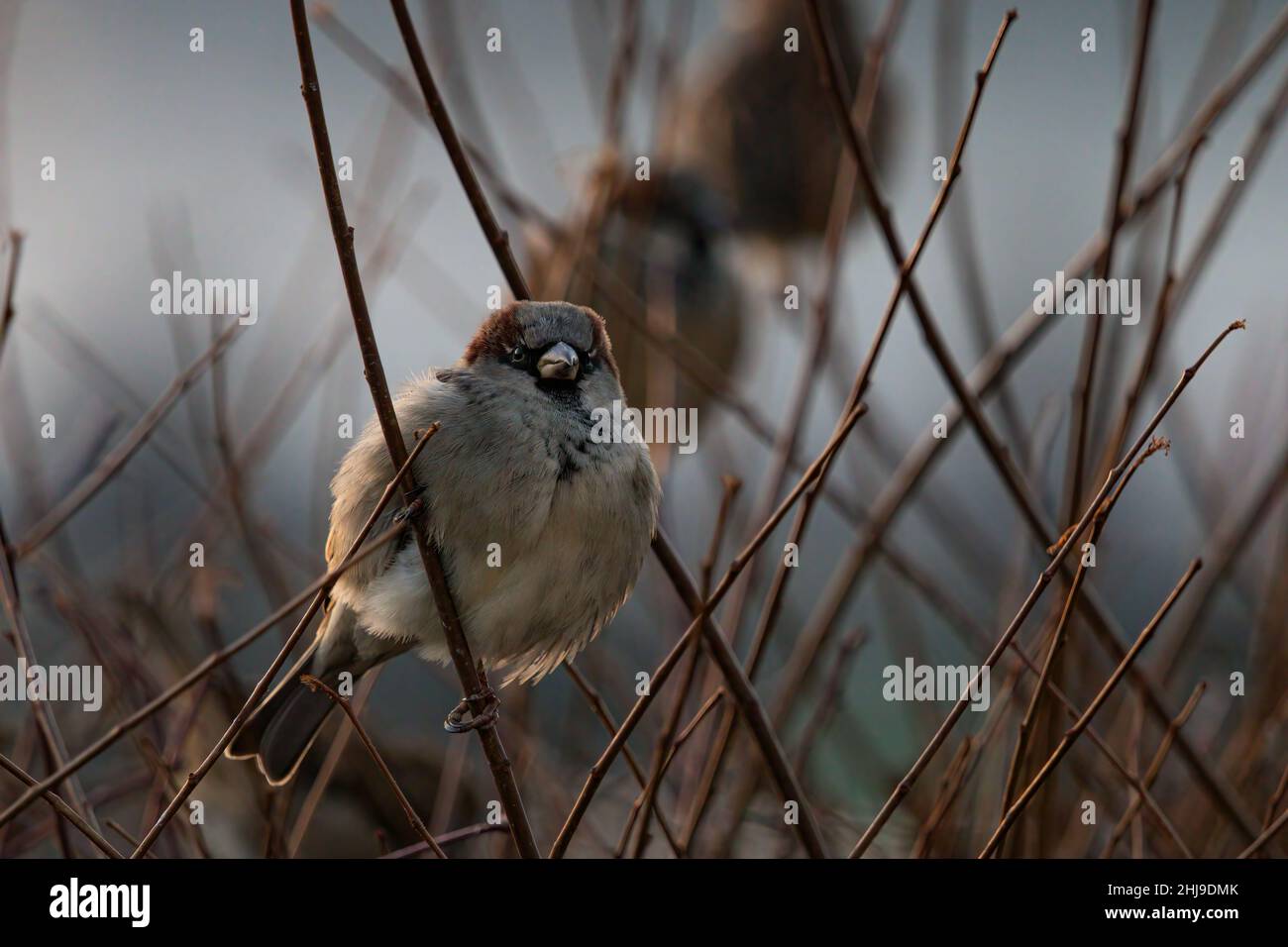 Sperling auf einem AST am Abend Foto Stock