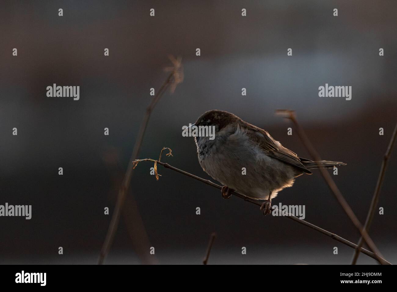 Sperling auf einem AST am Abend Foto Stock