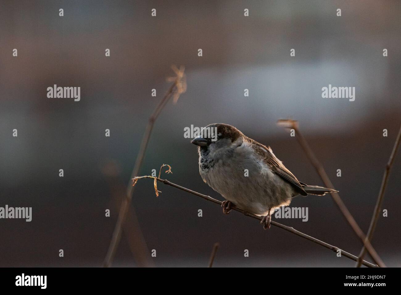 Sperling auf einem AST am Abend Foto Stock