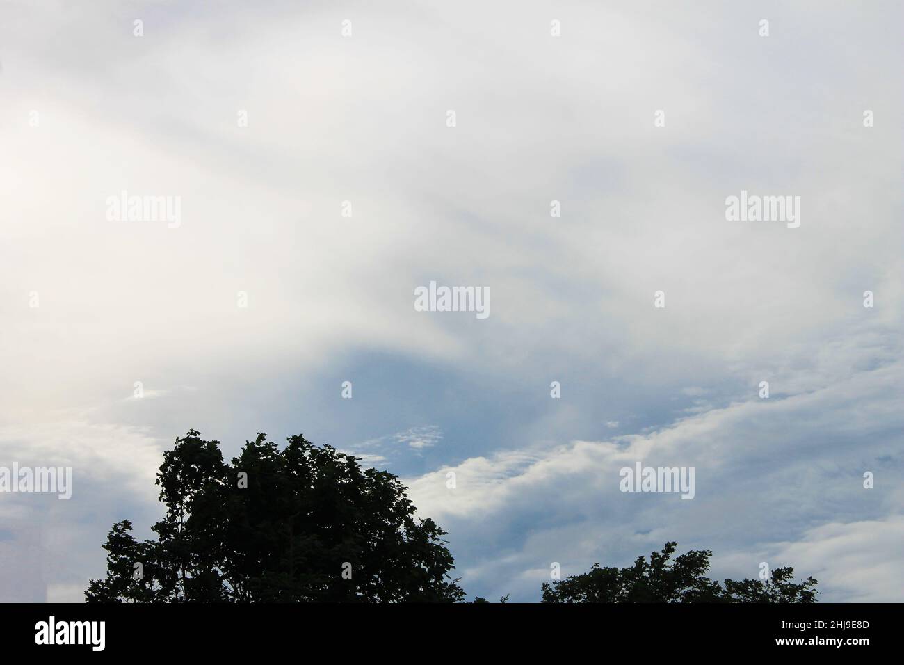 Vista del cielo blu con nuvole bianche sulle cime degli alberi. Foto Stock