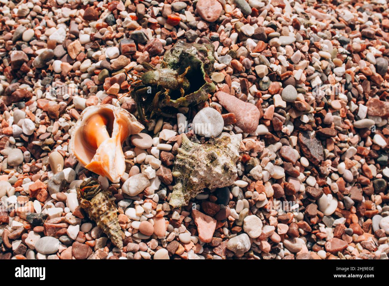 Sfondo di pietre marine estive con conchiglie e piccoli granchi. Backgroud estivo con spazio per la copia Foto Stock