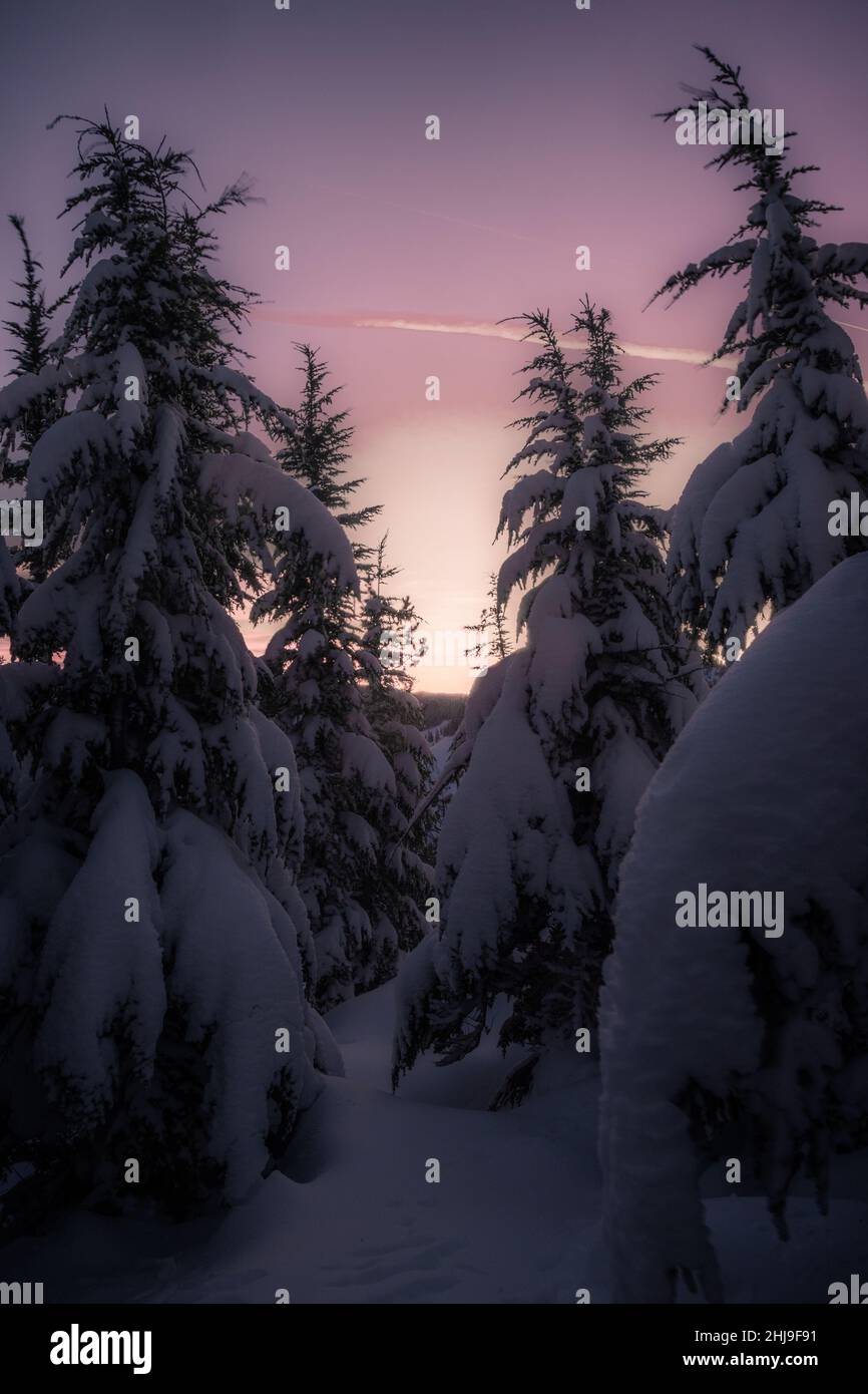 Piste da sci in inverno durante l'alba rosa invernale nella Mount Hood National Forest in Oregon Foto Stock