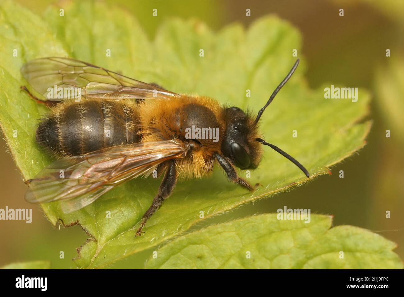 Primo piano di un'ape femminile di estrazione del cioccolato , Andrena scotica , che si posa su una foglia verde Foto Stock