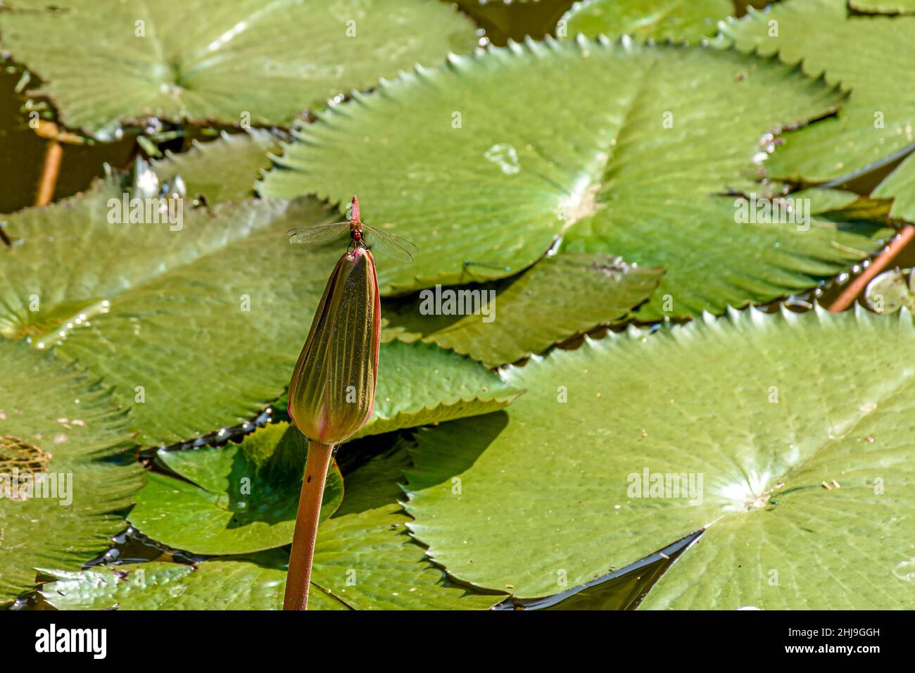 Dragonfly arroccato su una tipica pianta acquatica amazzonica che sta per fiorire Foto Stock