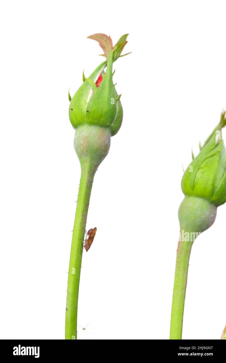 Leafhopper Cicada Fieberiella florii altri nomi comuni sono Cicada Flora e Cherry cicada. Un insetto che alimenta che succhia linfa da un germoglio di rose nel giardino Foto Stock