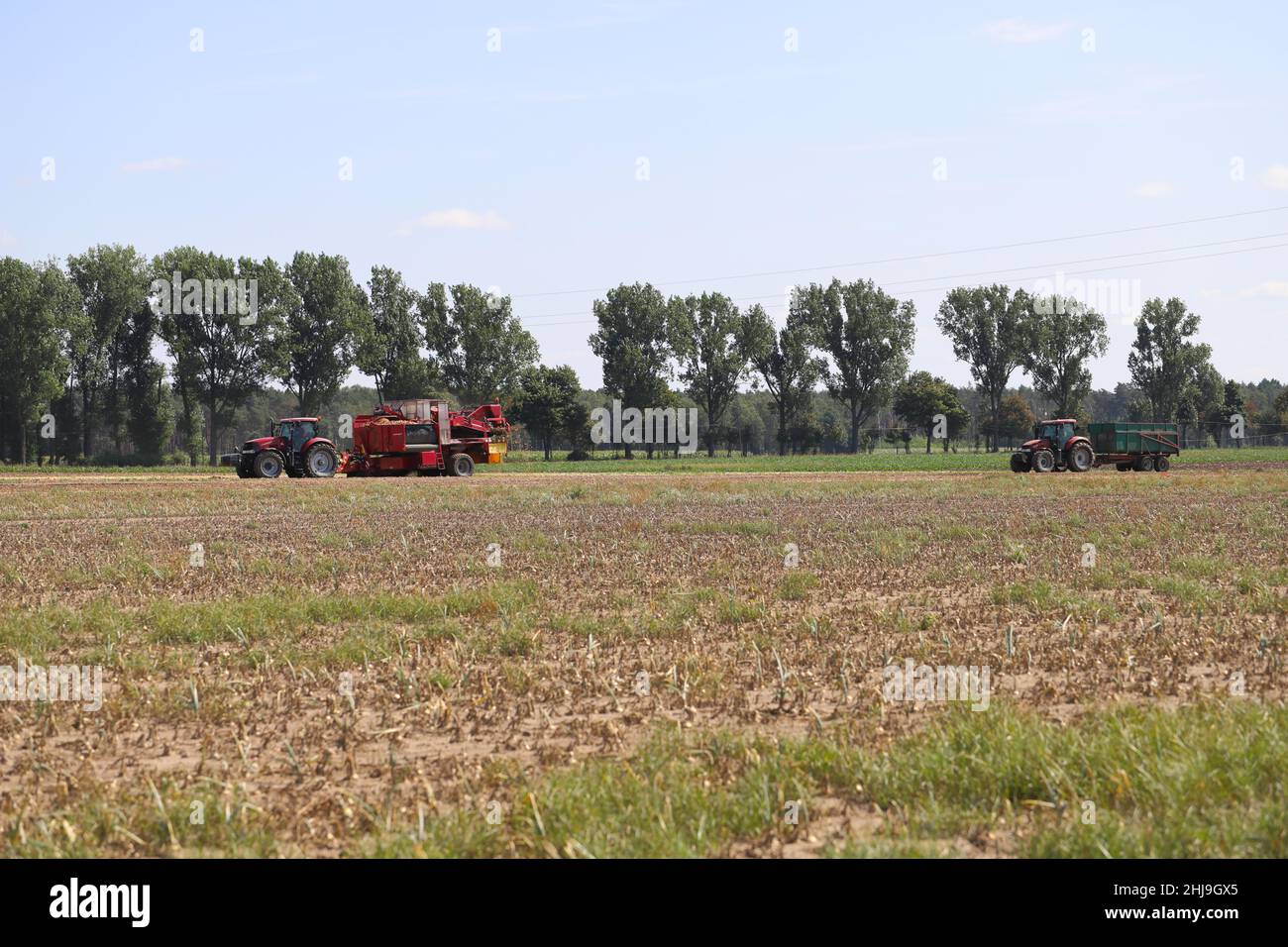 Raccolta di cipolle con attrezzature agricole moderne in campo, sfondo sfocato Foto Stock