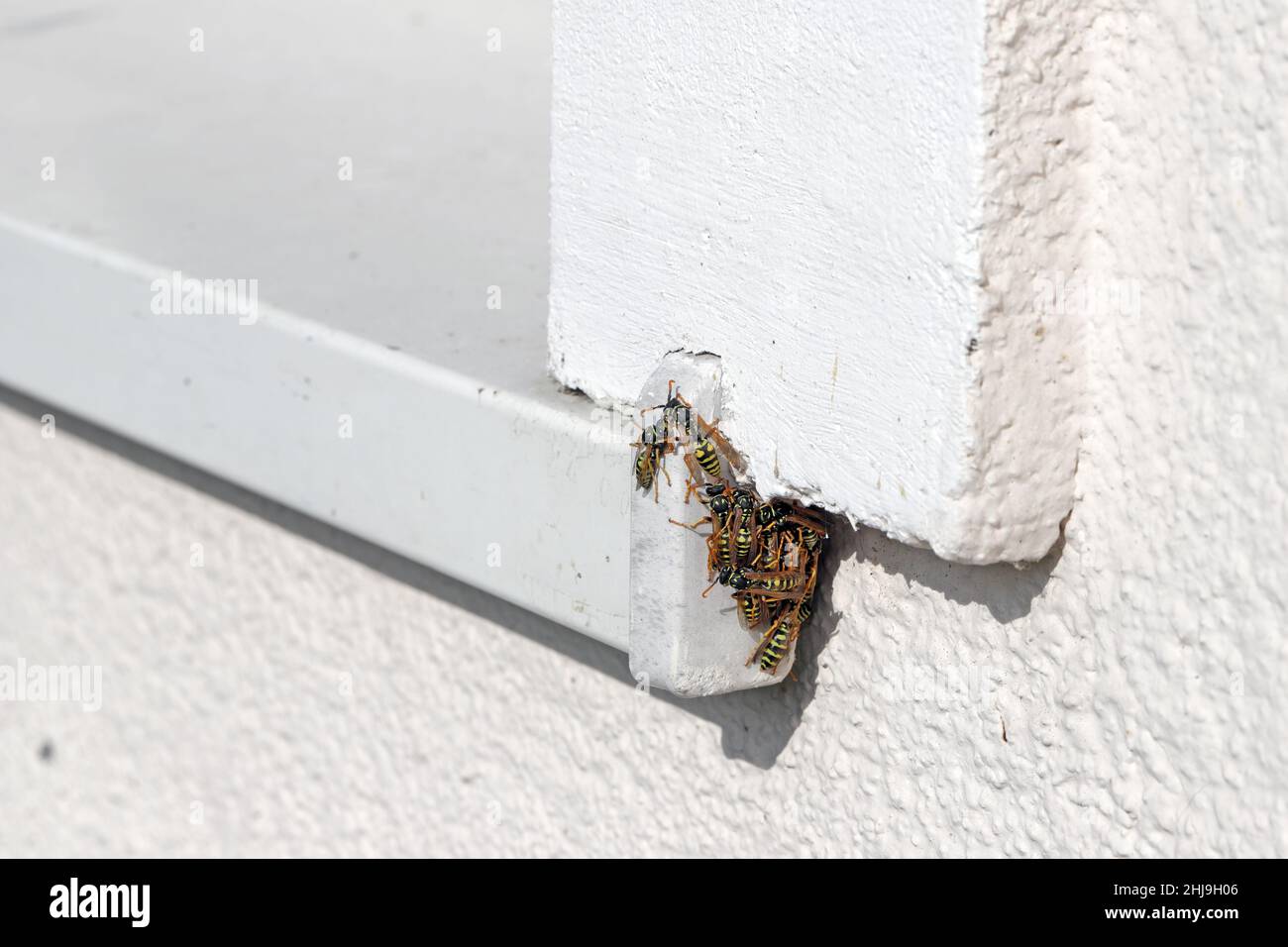 Molte vespe seduti accanto al davanzale sulla casa. Foto Stock