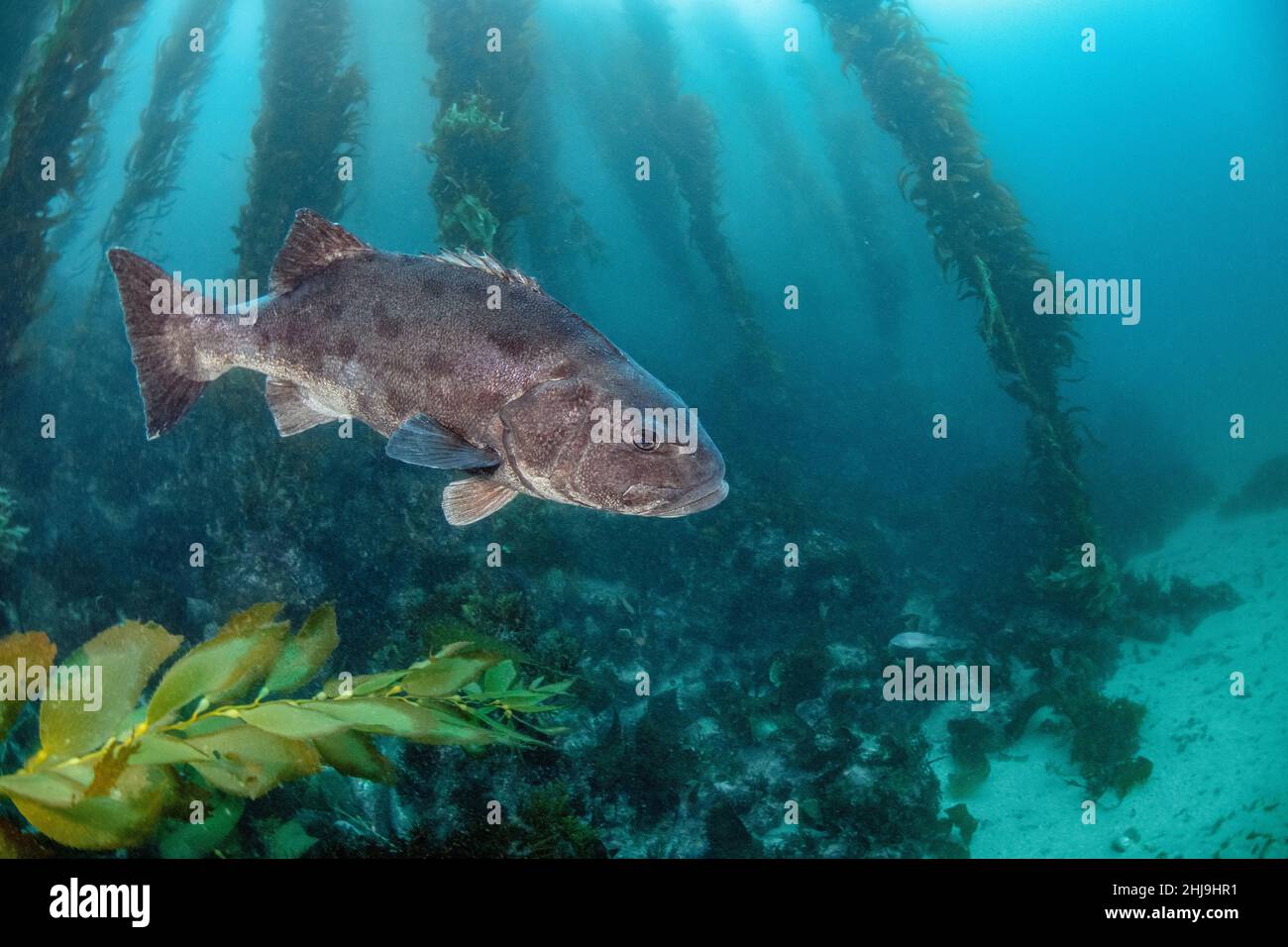 Gaint Black Seabass, Stereolepis gigas, che si aggirano tra i gambi di Giant Kelp, Macrocystis piryfera. Casino Point Dive Park, Catalina Island, California Foto Stock