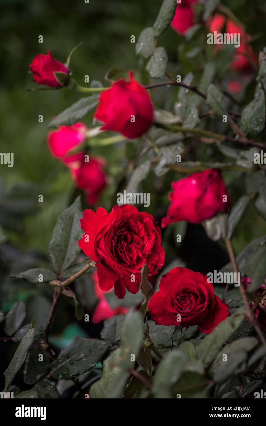 Rosa Paggy Rockefeller, arbusto attraente con bello, doppio rosso carminio con bordi più scuri Foto Stock