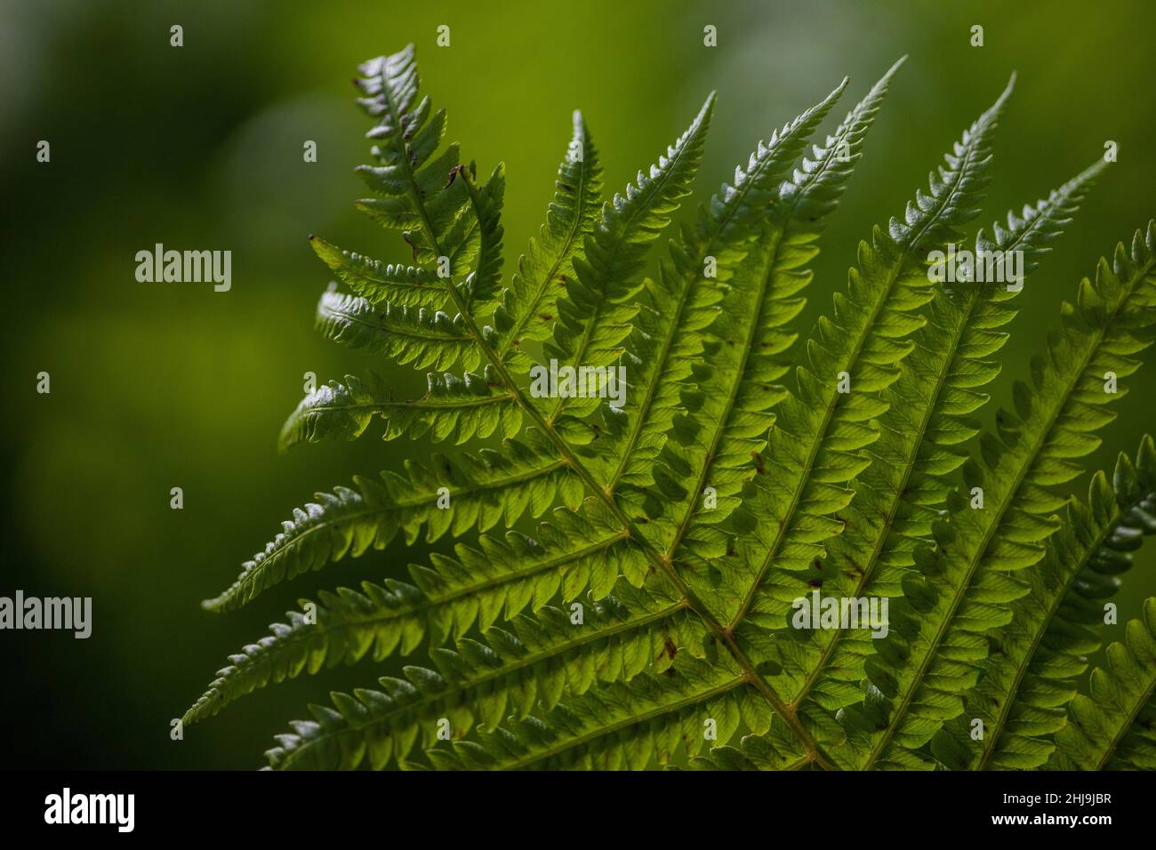 Perfetto schema di felce naturale, bellissimo sfondo fatto con giovani foglie di felce verde. Foto Stock