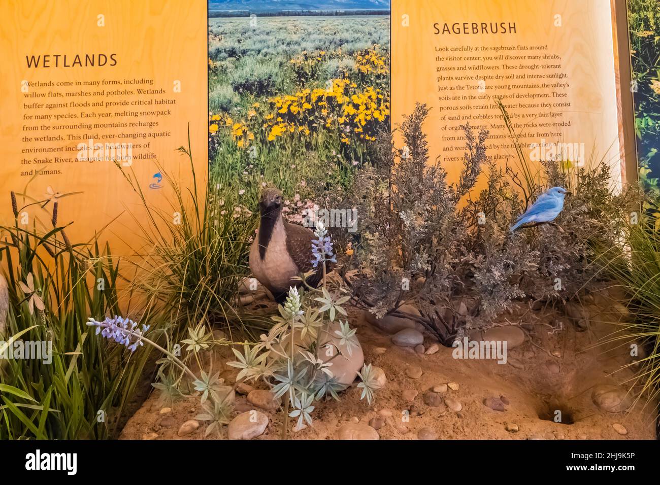 Mostre al Craig Thomas Discovery and Visitor Center nel Grand Teton National Park, Wyoming, USA [solo licenza editoriale; nessuna proprietà o artista Foto Stock