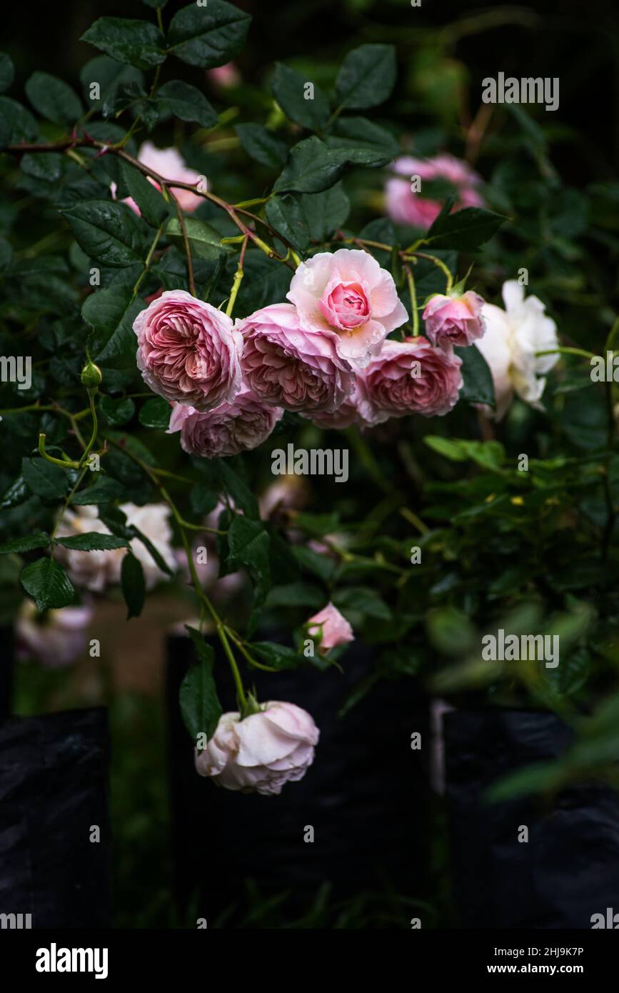 Inglese Rose William Morris, è un arbusto alto e attraente con bella, doppio, fiori rosa albicocca in forma rosetta sotto la pioggia Foto Stock