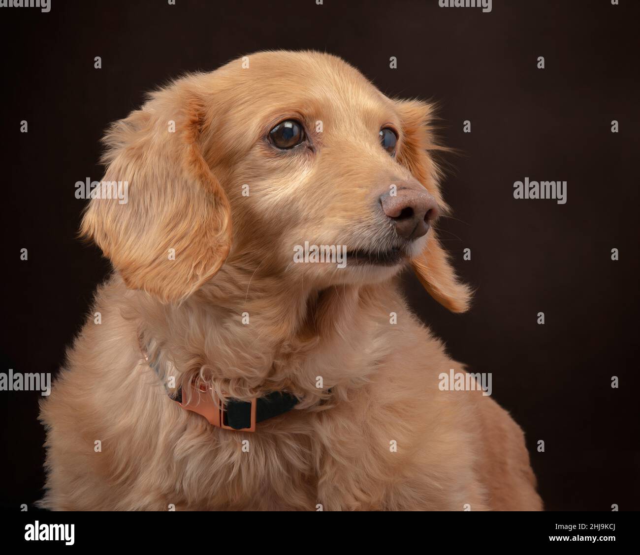 Primo piano orizzontale di un dachshund panna inglese a capelli lunghi posto su uno sfondo marrone scuro guardando a destra. Foto Stock