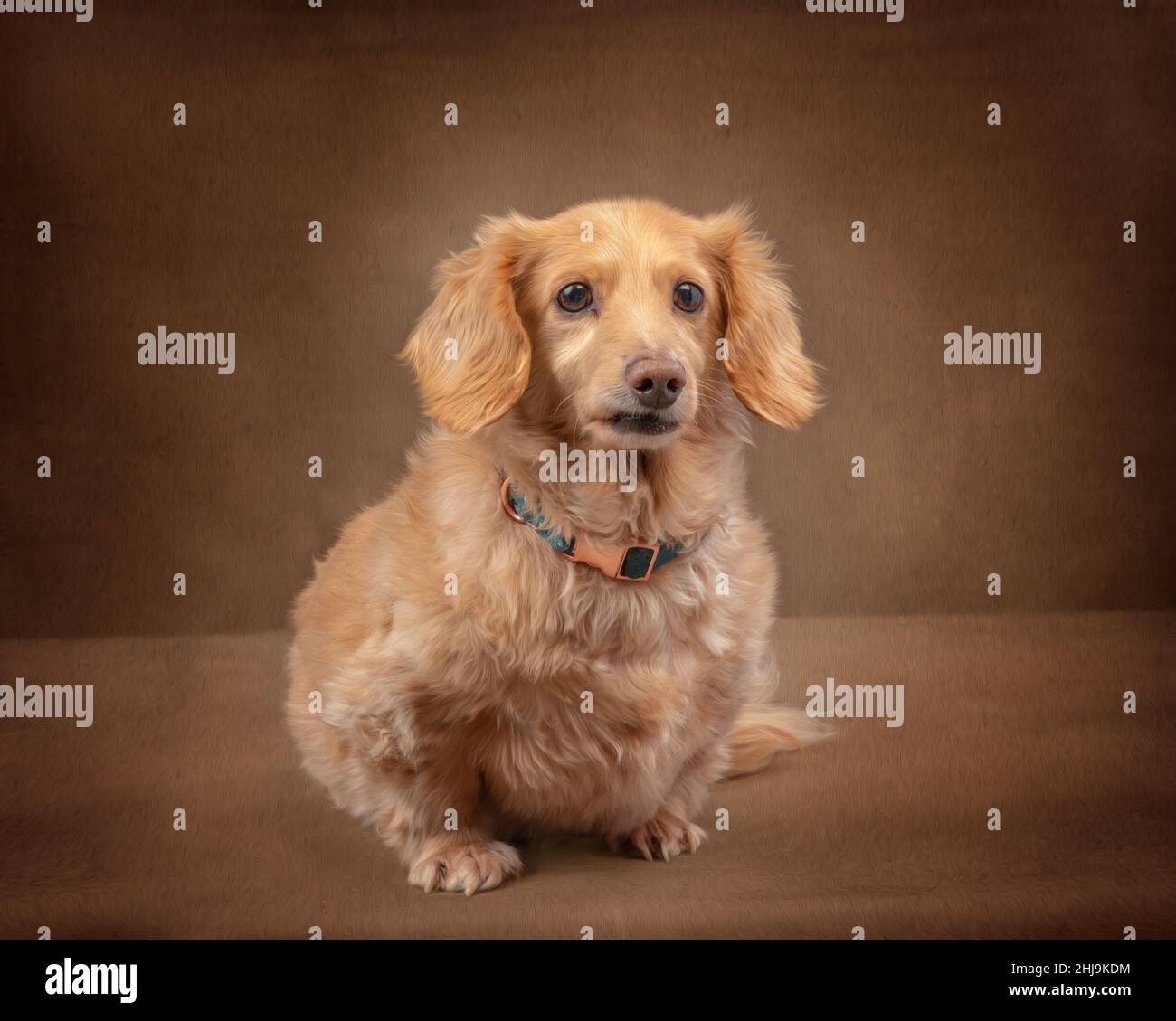 Scatto orizzontale di un dachshund panna inglese a capelli lunghi posto su uno sfondo marrone scuro guardando la fotocamera. Foto Stock