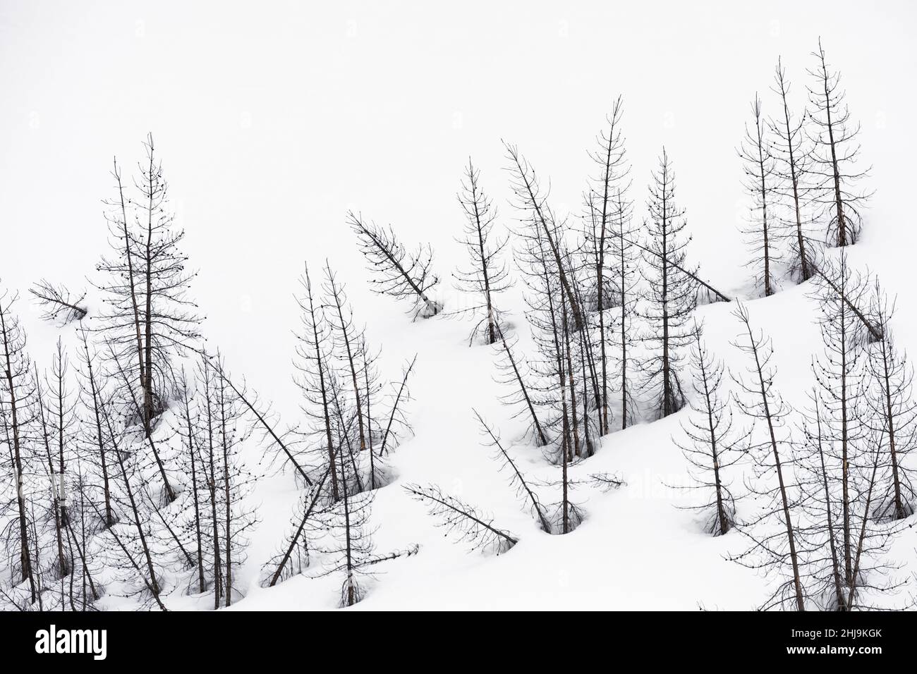 Lodgepole Pine, Pinus contorta, rees ucciso da un incendio forestale del 1988 nel Grand Teton National Park, Wyoming, USA Foto Stock