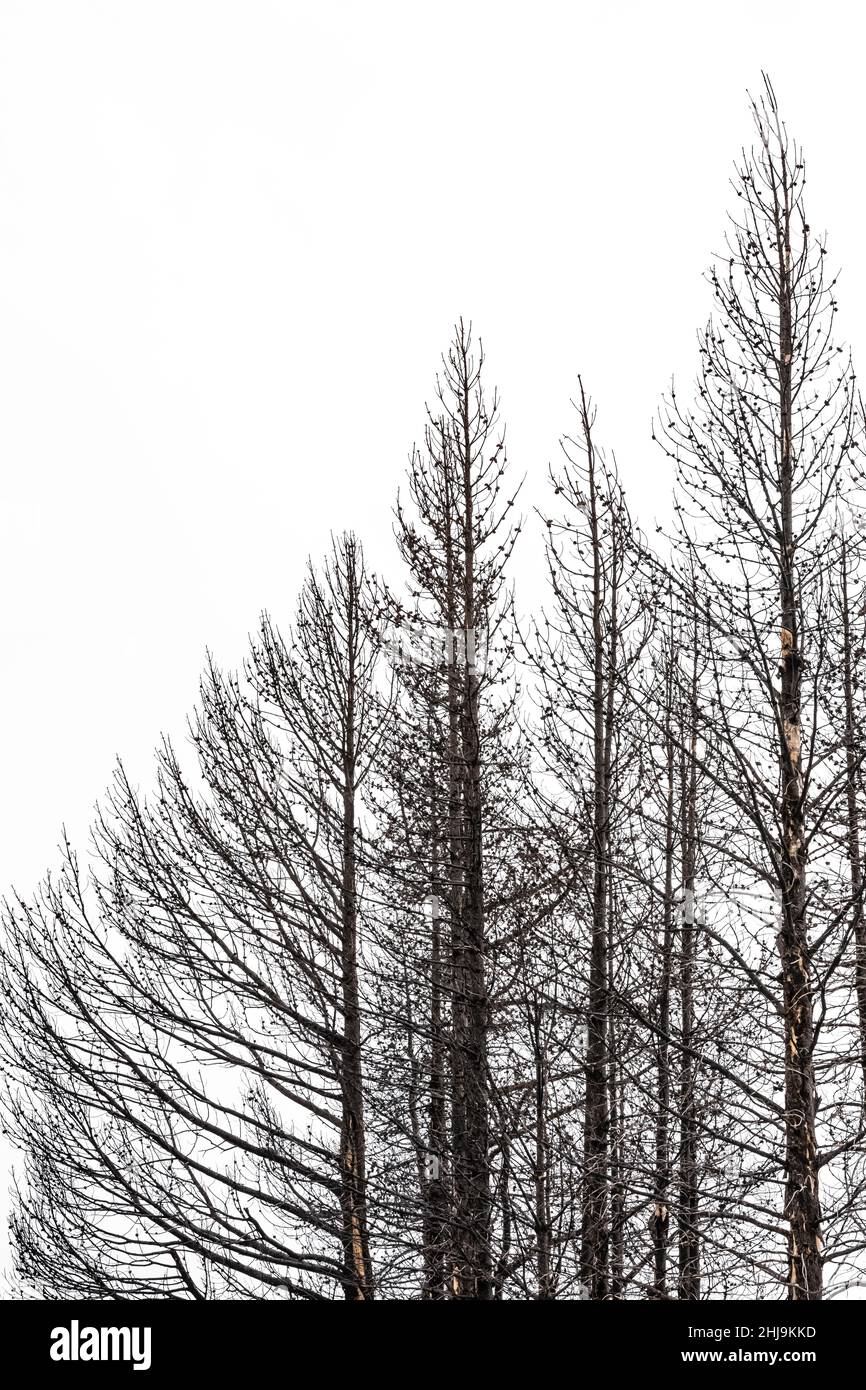 Lodgepole Pine, Pinus contorta, rees ucciso da un incendio forestale del 1988 nel Grand Teton National Park, Wyoming, USA Foto Stock