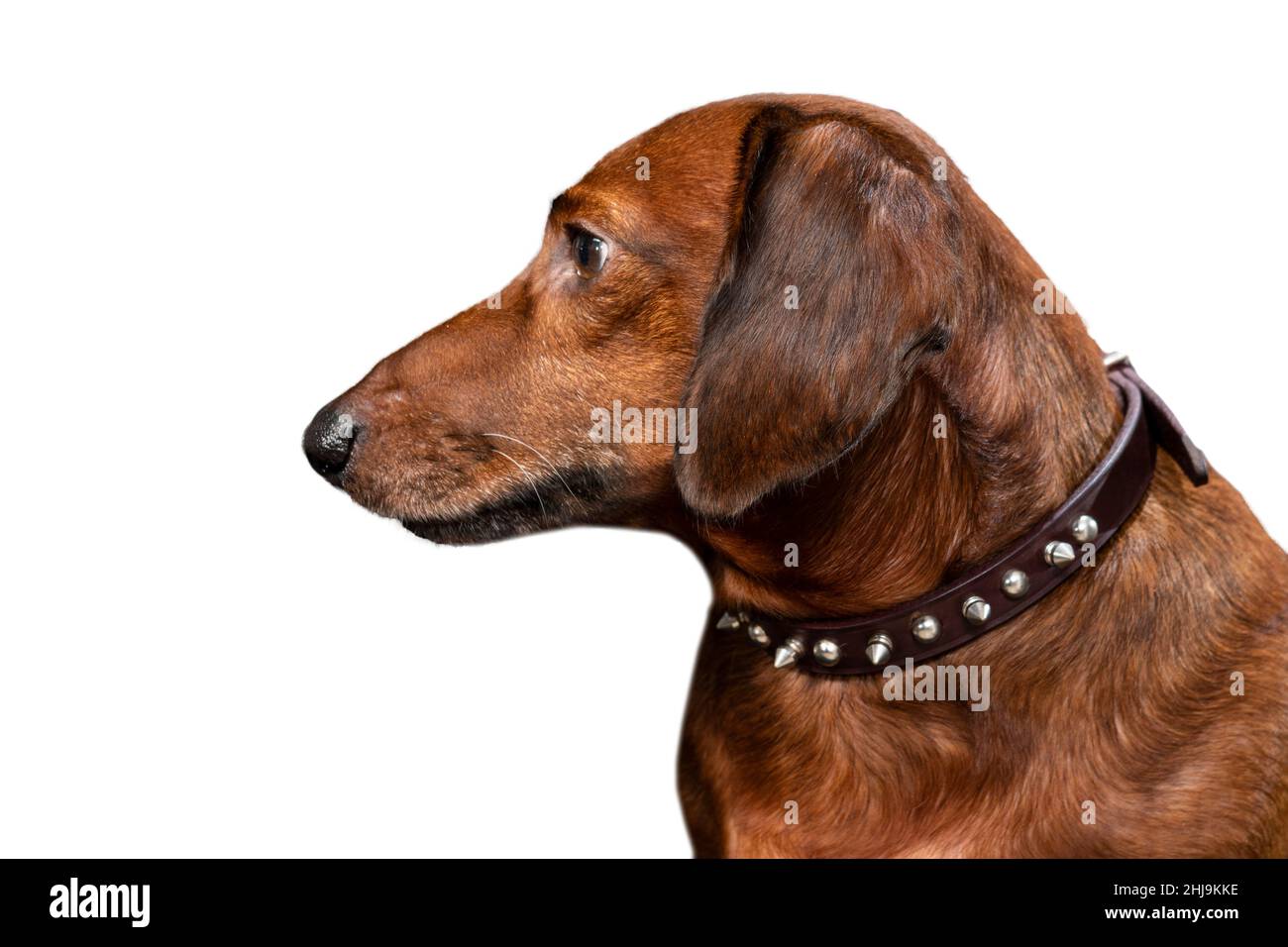 Scatto orizzontale di un dachshund rosso che guarda fuori dalla fotocamera a sinistra. Isolato su bianco. Foto Stock