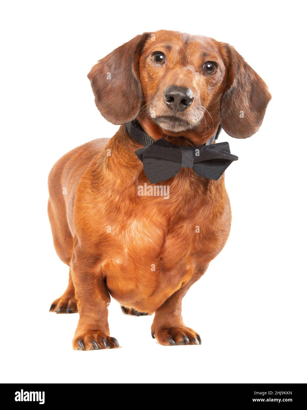 Colpo verticale di un sofisticato cane weiner che indossa un bowtie nero isolato su bianco. Spazio di copia. Foto Stock