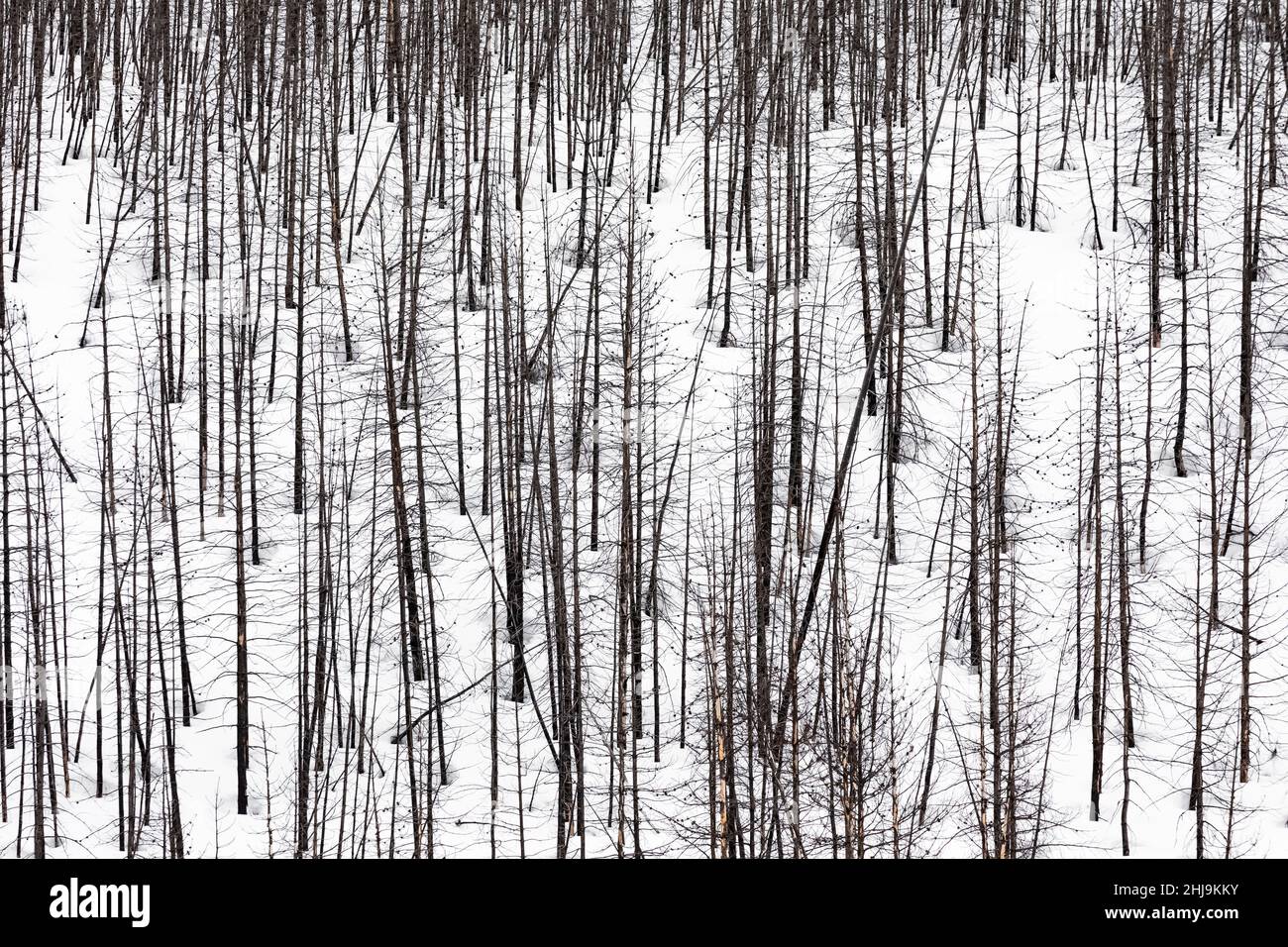 Lodgepole Pine, Pinus contorta, alberi uccisi da un incendio nella foresta nel Grand Teton National Park, Wyoming, USA Foto Stock