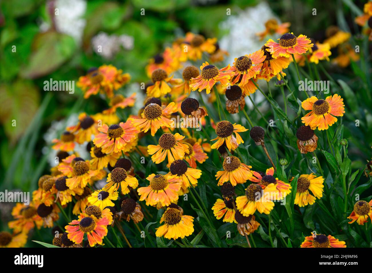 Helenium Sahin's Early Flowerer, arancio, fiore, fiori, fioritura, giardino, piantando combinazione, mix, misto, copia spazio, RM floreale Foto Stock