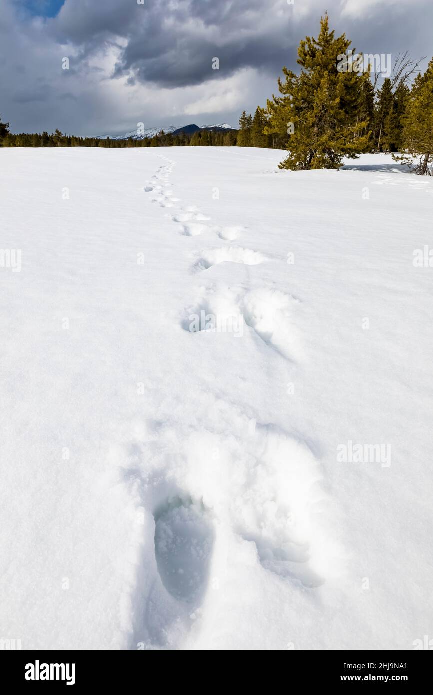 Tracce di Grizzly Bear 399, ursus arctos horribilis, e i suoi due cubs di quell'anno in neve nel Grand Teton National Park, Wyoming, USA Foto Stock