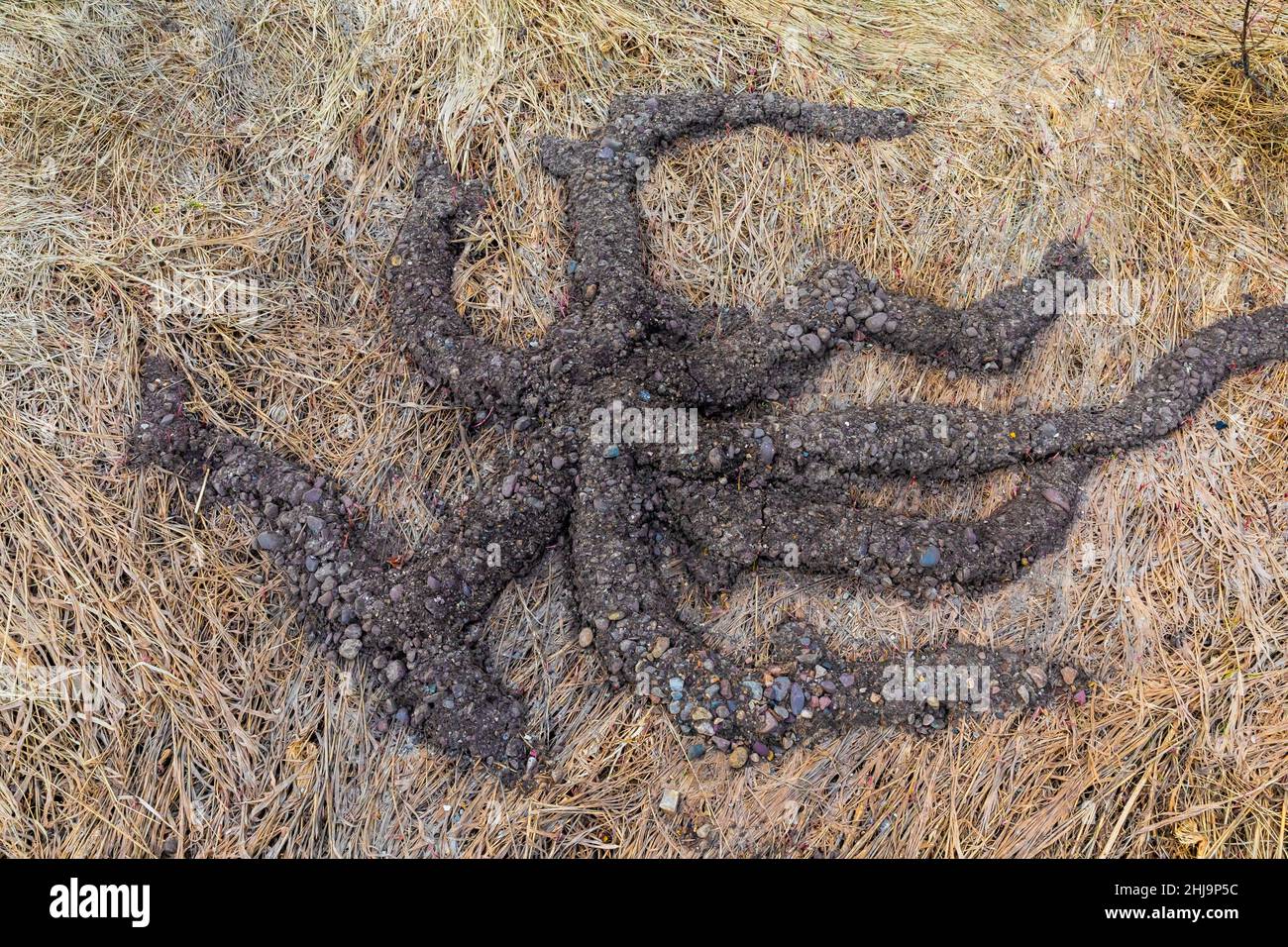 Northern Pocket Gopher, talpoidi Thomomys, corde di terreno nel Grand Teton National Park, Wyoming, USA Foto Stock