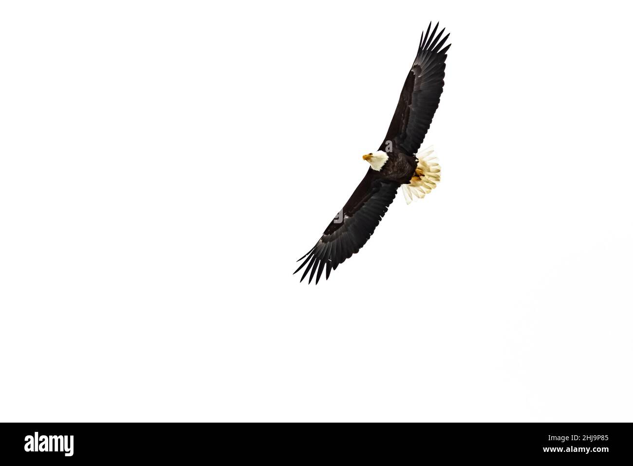 Bald Eagle, Haliaeetus leucocephalus, che si alza sul Grand Teton National Park, Wyoming, USA Foto Stock