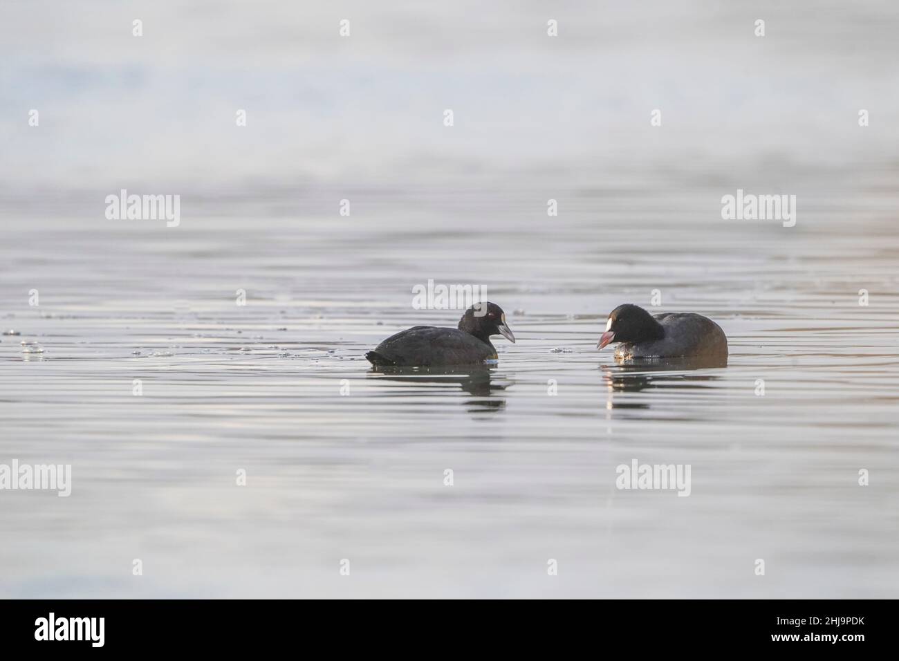 Coot, Fulica atra, due uccelli in acqua, Andalusia, Spagna. Foto Stock