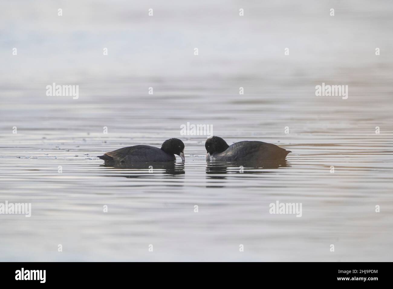 Coot, Fulica atra, due uccelli in acqua, Andalusia, Spagna. Foto Stock