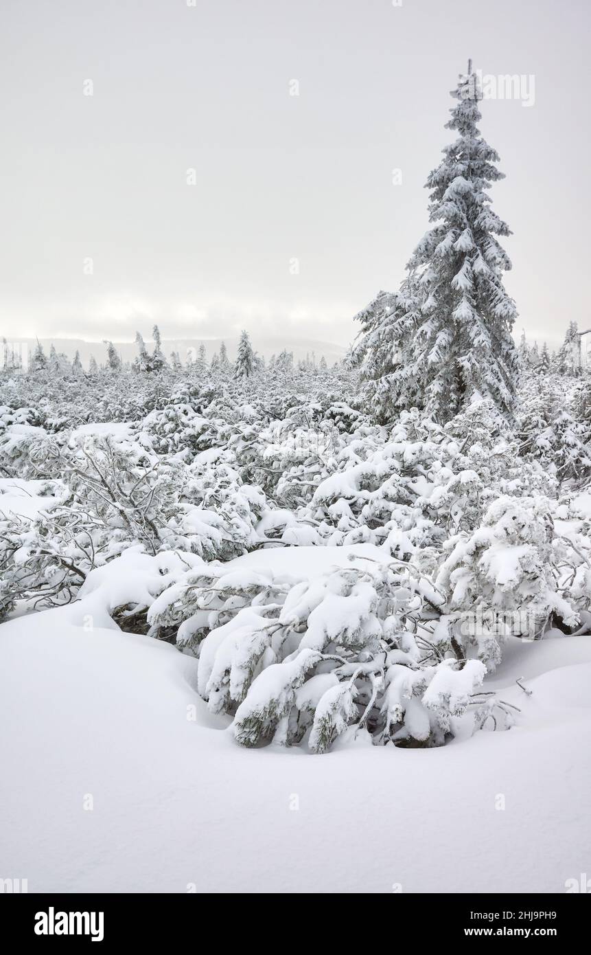 Paesaggio invernale di montagna con alberi innevati. Foto Stock