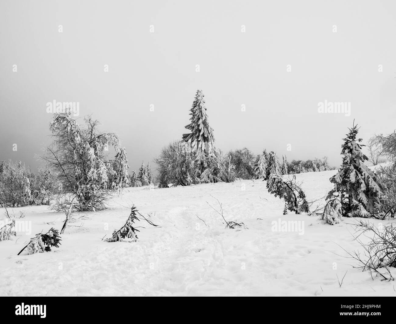 Campi innevati in alta montagna. Spruzzi sparsi ricoperti di neve e nebbia fitta. Foto Stock