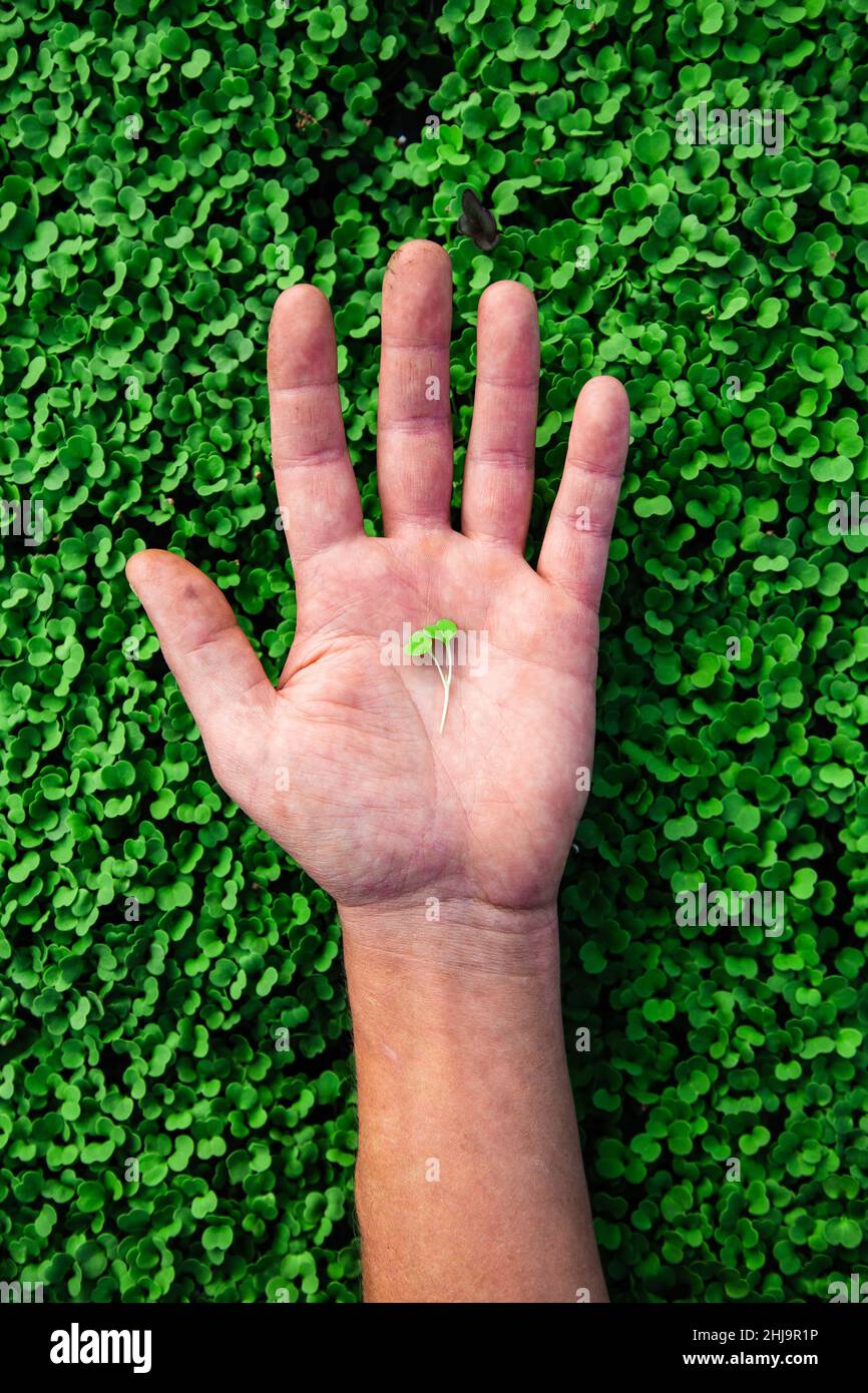 Agricoltura foto di una mano di un agricoltore che tiene un microgreen su un raccolto di piante verdi. Foto Stock