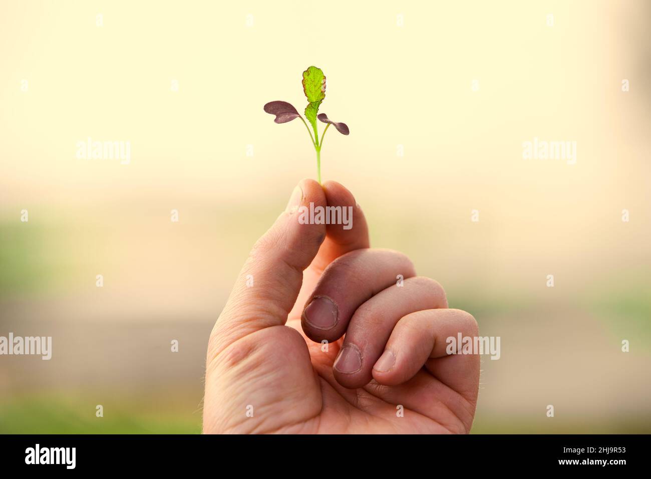 Agricoltura foto di una mano contadina che tiene una pianta microgreen all'interno di una serra illuminata al tramonto. Foto Stock