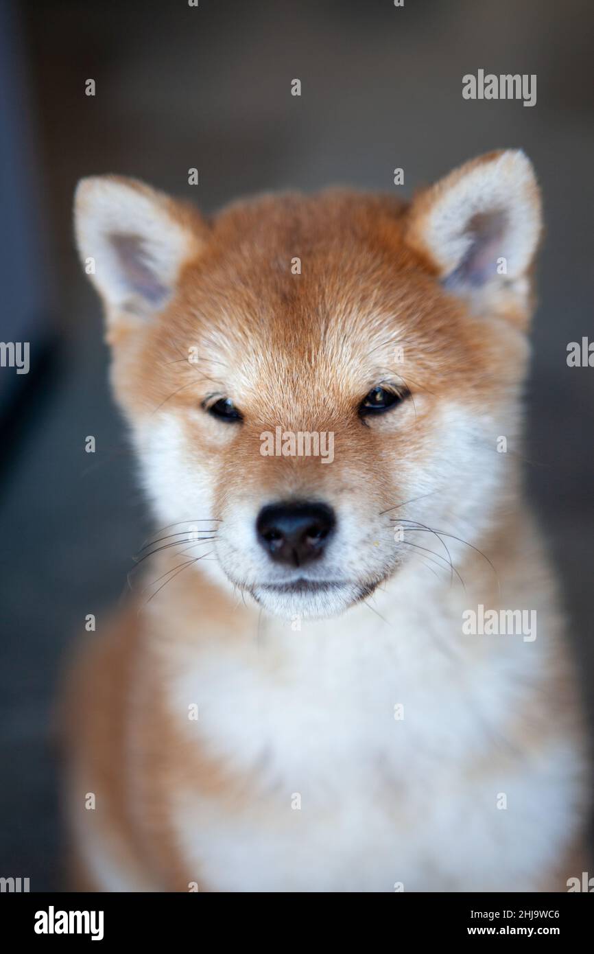 Doge o Shiba Inu il volto della cripto valuta e Elon musk giapponese cane Foto Stock