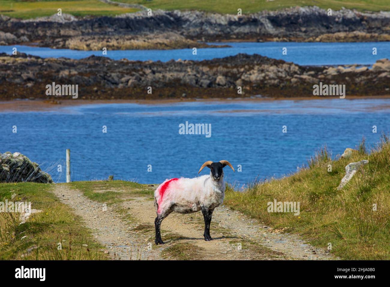 Il nero di fronte ovini Foto Stock