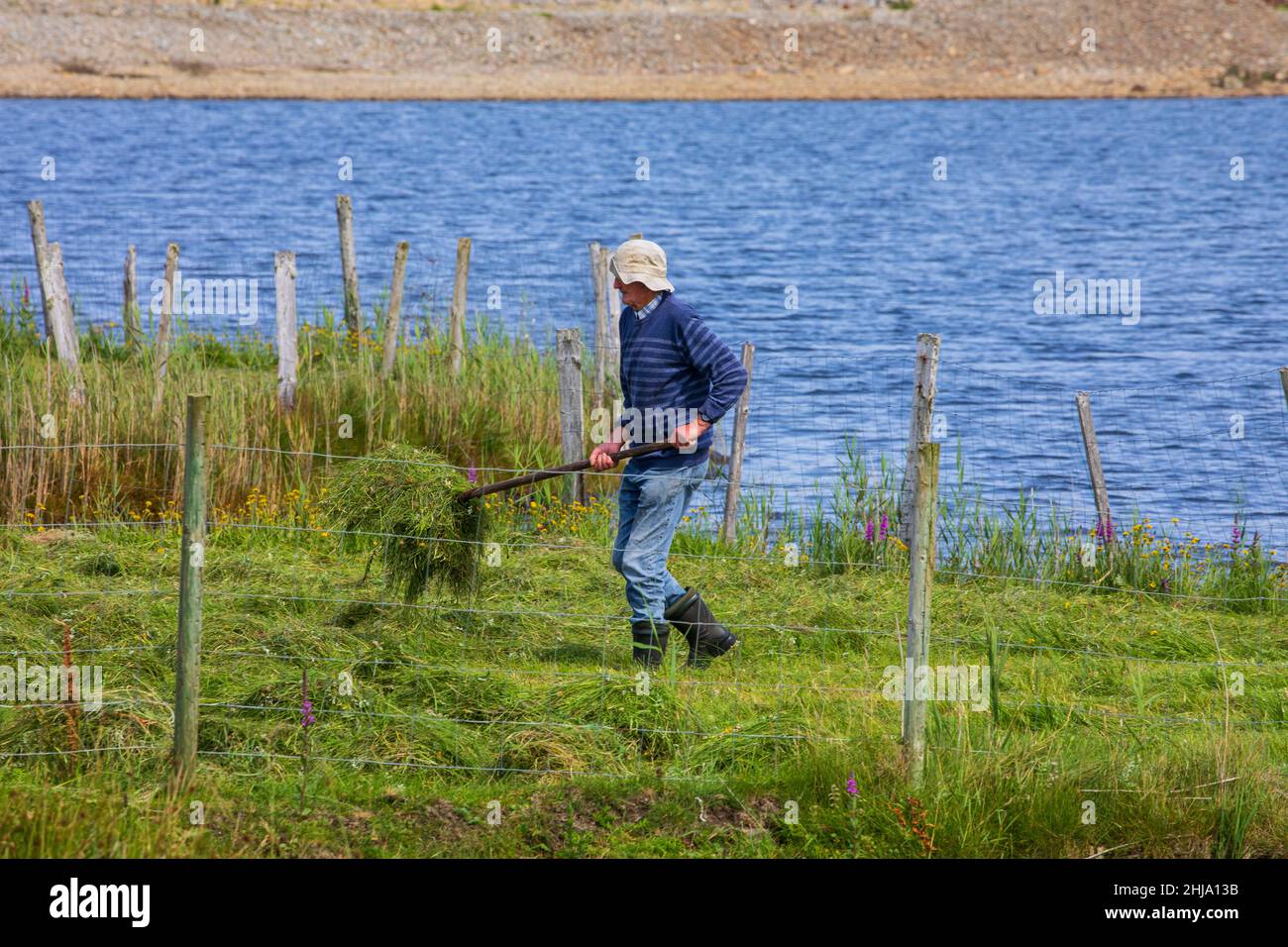 raccogliendo foraggio Foto Stock