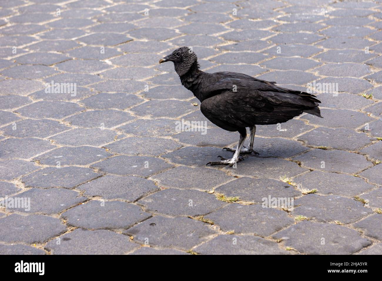Avvoltoio nero, Coragyp atratus, cammina su una strada di cemento, alla ricerca di frammenti di carne. Questi uccelli servono come pulitori di strada. Foto Stock