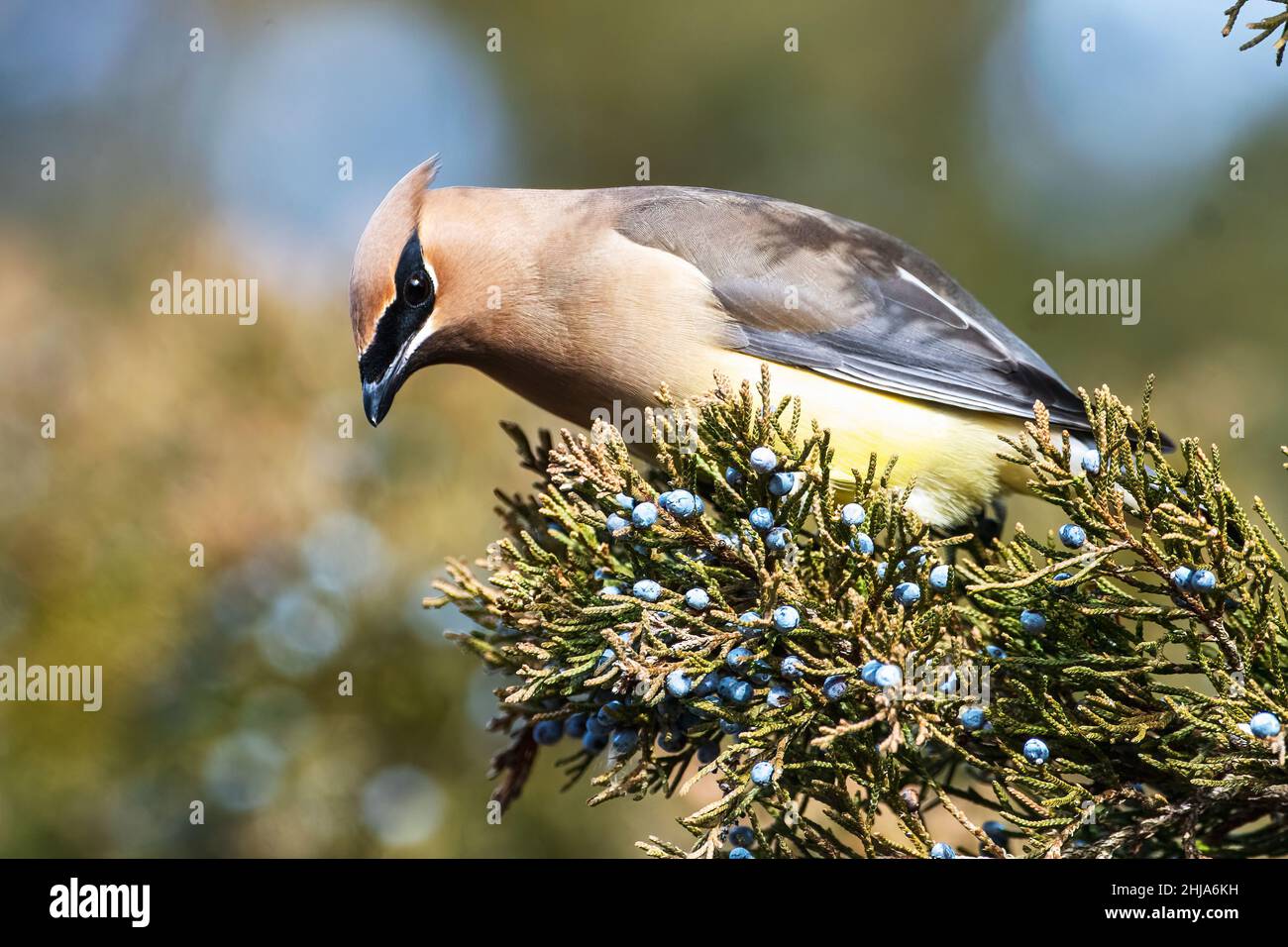 Cedro adulto waxwing nutrimento su bacche di cedro rosso orientale Foto Stock