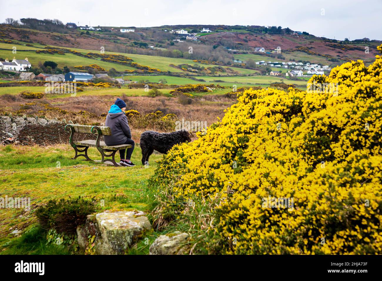 Lady e il suo cane nero Labradoodle siedono guardando Porth Eilian sull'isola di Anglesey Foto Stock